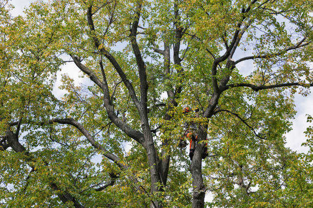 How Our Tree Care Process Works  in  Medford, OR